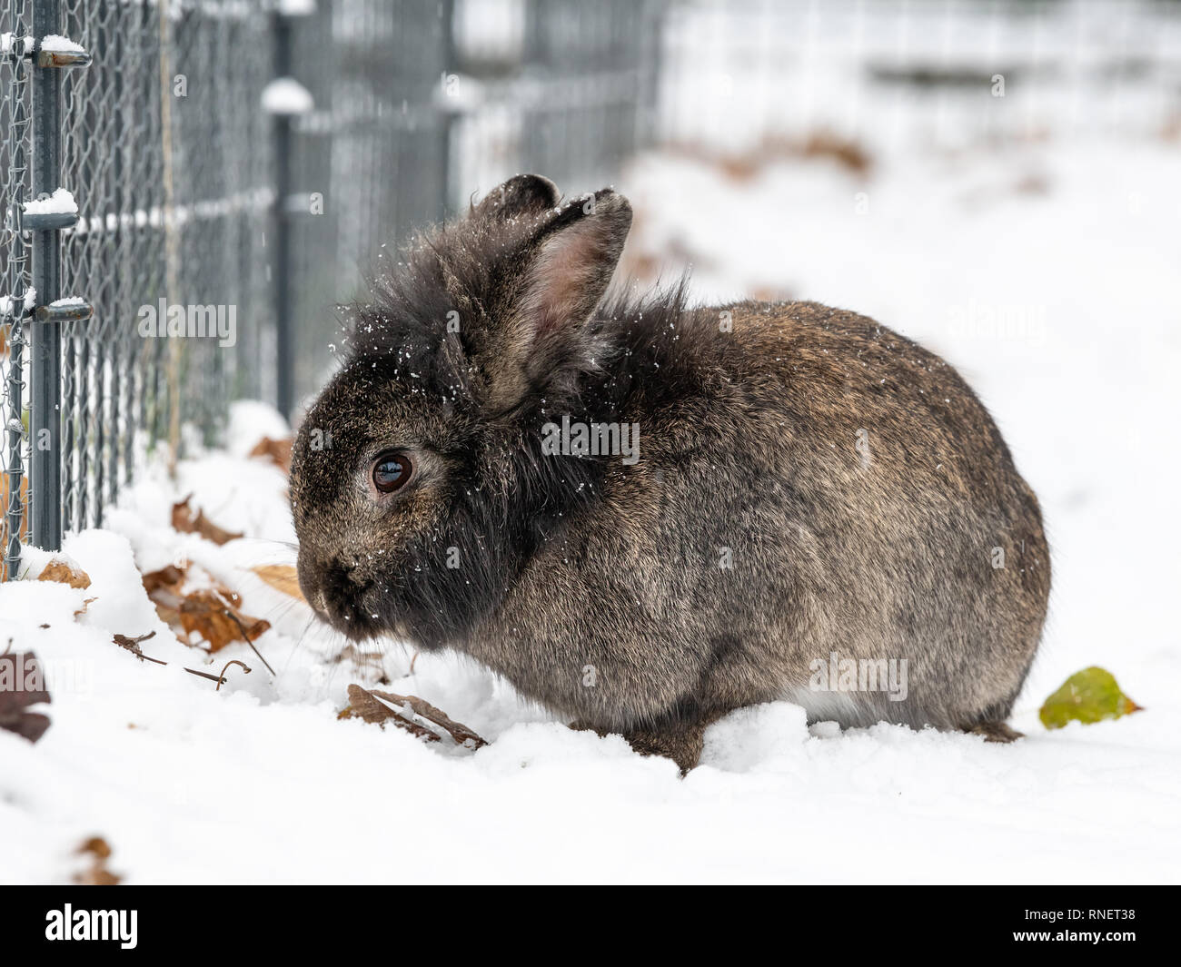 Une naine brune (lapin) tête lions assis dans la neige Banque D'Images