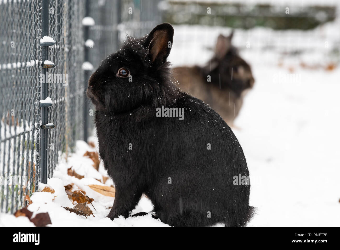 Un lapin nain noir (lions head) assis dans la neige Banque D'Images