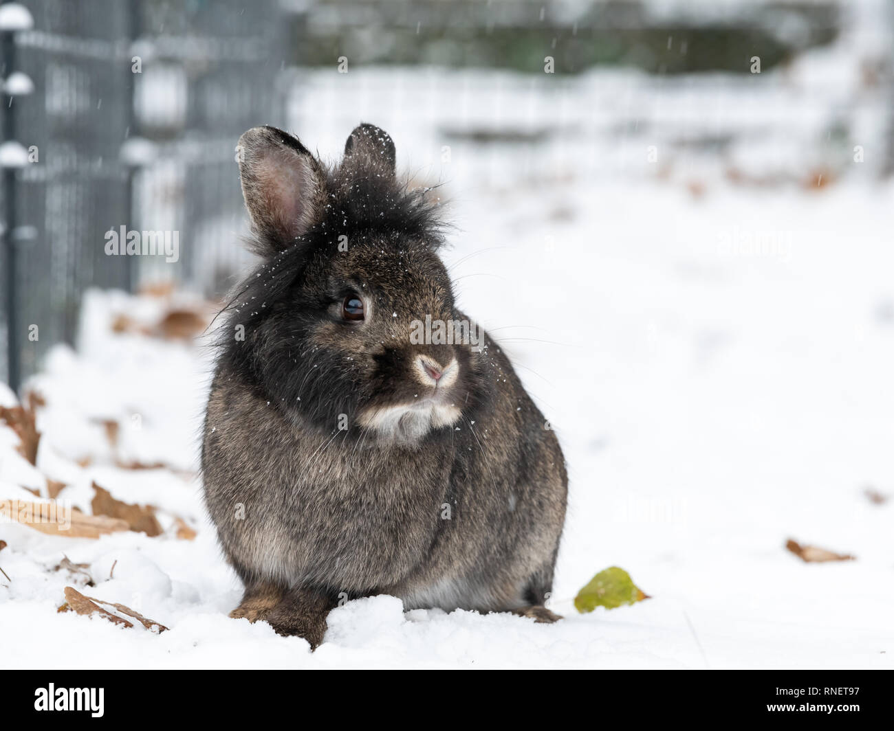 Une naine brune (lapin) tête lions assis dans la neige Banque D'Images