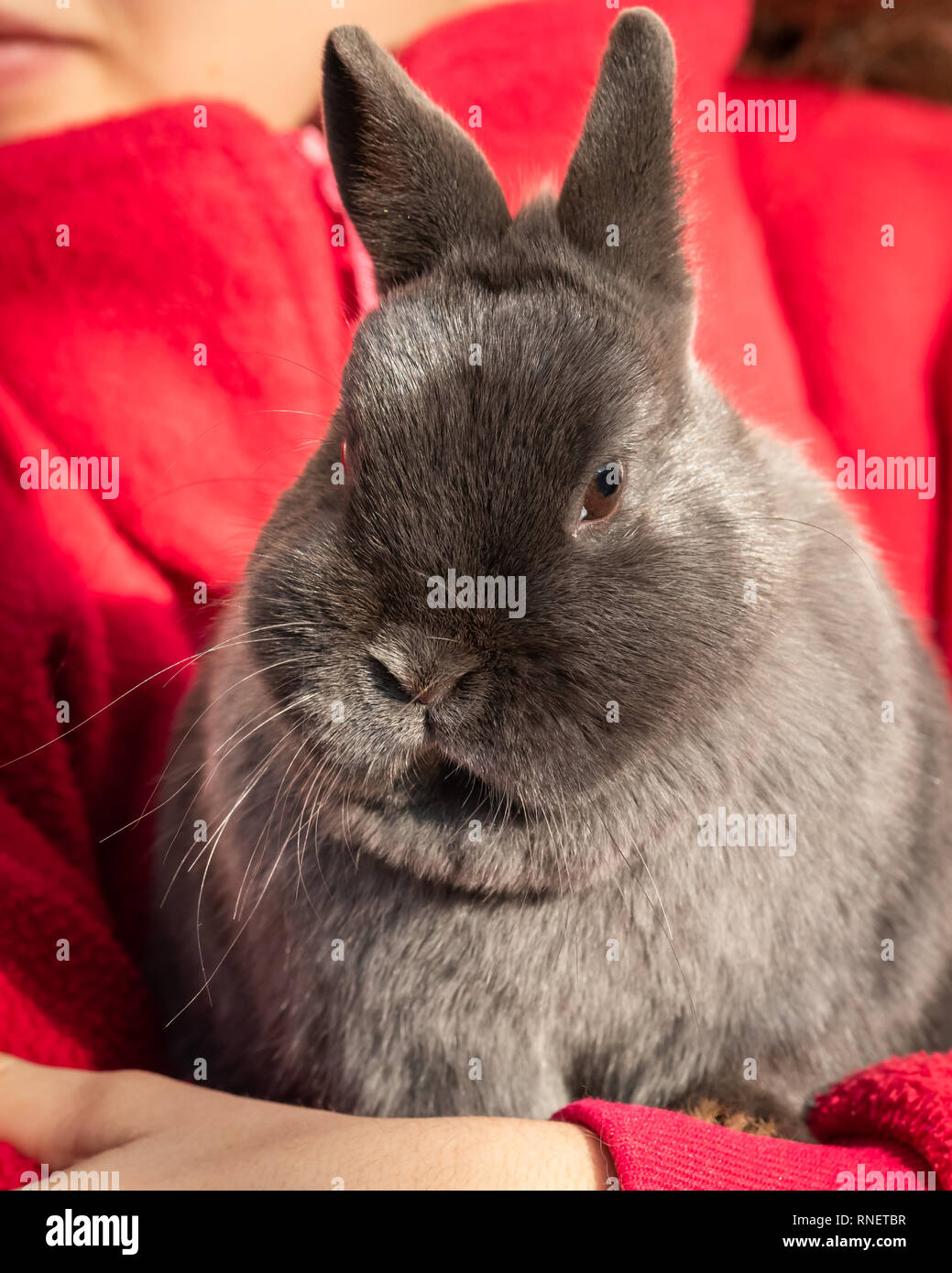 Un lapin nain gris assis dans les mains d'une fille avec le cavalier rouge Banque D'Images