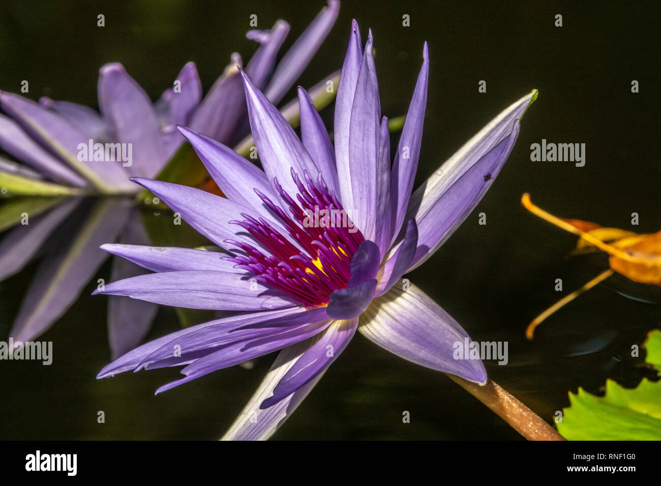 Nymphaeaceae famille de plantes, communément appelés nénuphars. Banque D'Images