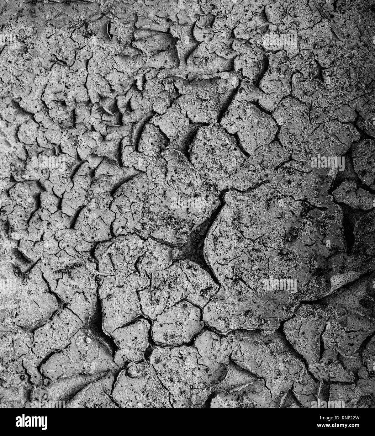 La texture en noir et blanc de la terre craquelée, la texture des fissures dans le sol sur l'arrière-plan, arrière-plan, de l'environnement Banque D'Images