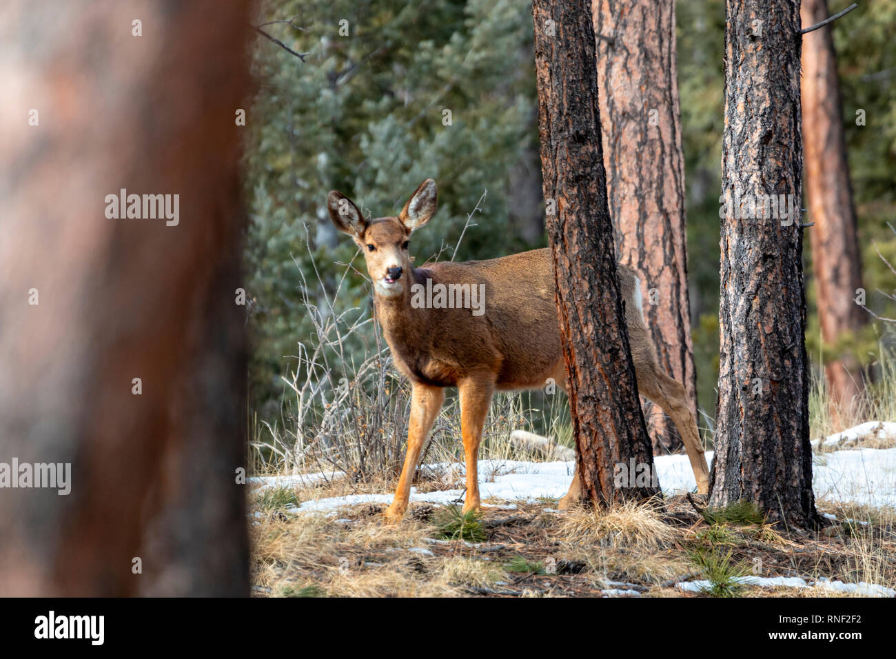 Belle biche cerf mulet en quête de nourriture dans une belle prairie en montagnes Rocheuses du Colorado dans l'hiver. Banque D'Images