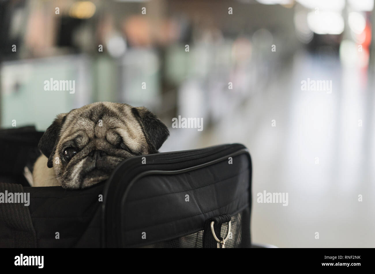 Un voyage des animaux de race pug dog voyages dans son sac de vol dans la cabine à l'aéroport international Pearson de Toronto, Ontario, Canada. Banque D'Images Un voyage des animaux de race pug dog voyages dans son sac de vol dans la cabine à l'aéroport international Pearson de Toronto, Ontario, Canada. Banque D'Images