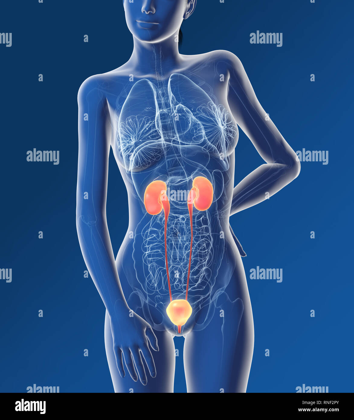 Système urinaire d'une femme, le rein, la glande surrénale, artère, veines, uretère, vessie, illustration, 3D, femme, médicalement, l'anatomie, Banque D'Images