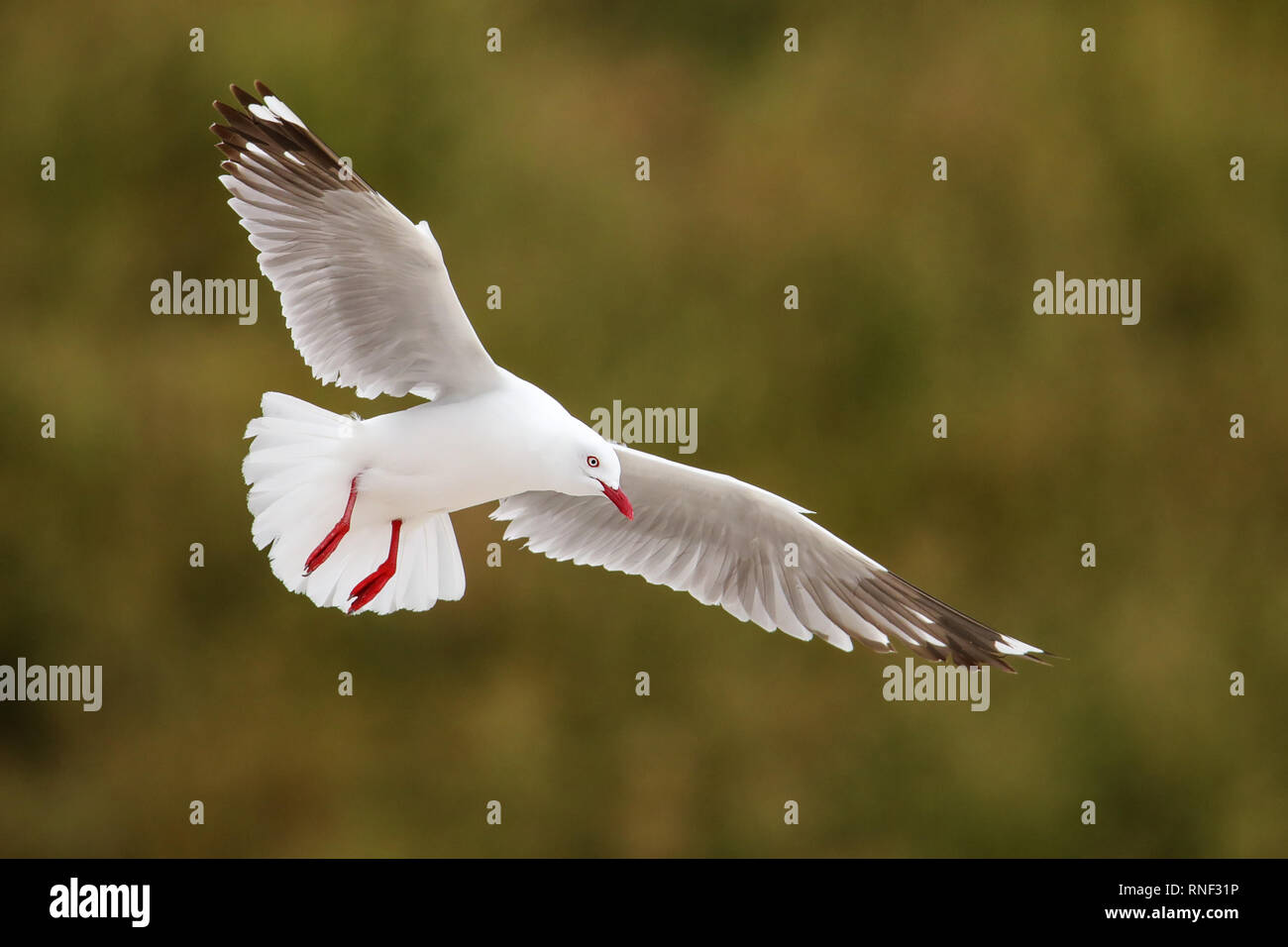 Red-billed gull en vol, la péninsule de Kaikoura, île du Sud, Nouvelle-Zélande. Cet oiseau est originaire de Nouvelle-Zélande. Banque D'Images