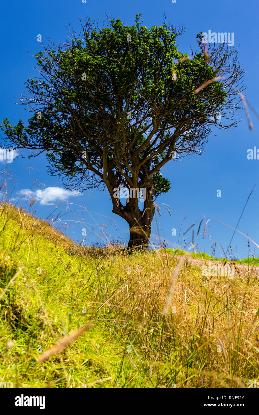 Un bel arbre, seul se tenant sur une colline herbeuse avec ciel couvert à l'arrière-plan. Prise en te réserve Toki sur Waiheke Island, New Zealand Banque D'Images
