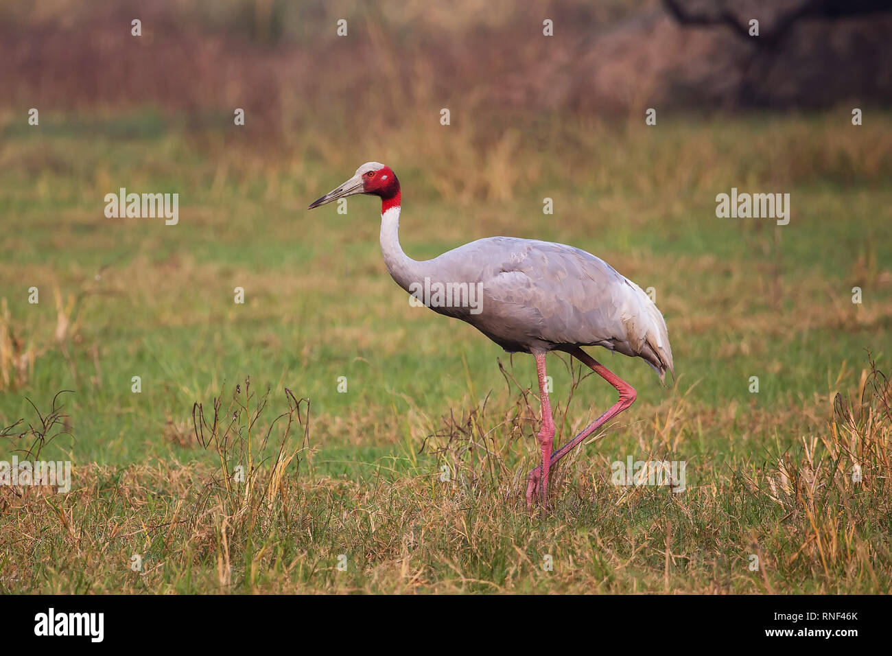 Sarus Crane (Grus antigone) dans le parc national de Keoladeo Ghana, Bharatpur, Rajasthan, Inde. Sarus crane est le plus grand des oiseaux. Banque D'Images