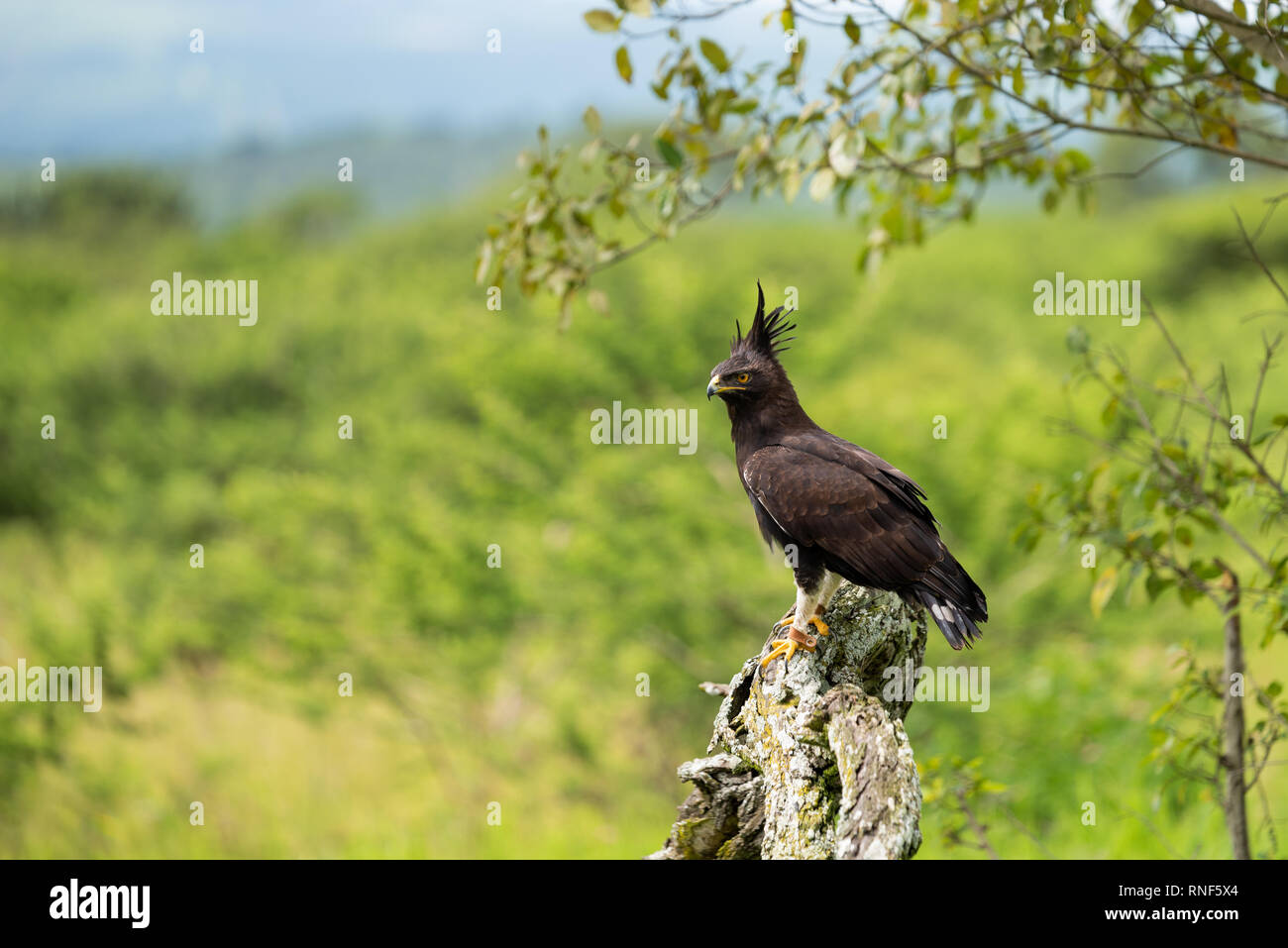 Une harpie huppée perché sur une souche d'arbre pendant un vol de spectacle au Sanctuaire de l'Afrique de l'oiseau de proie, Midlands du Natal, Afrique du Sud. Banque D'Images