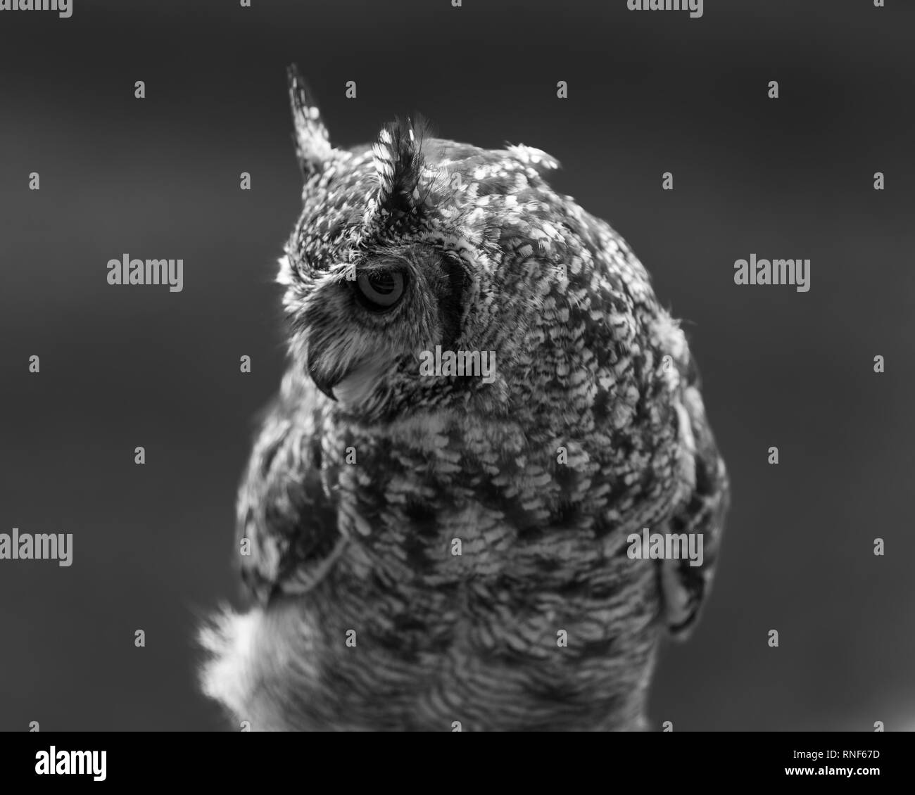 Une vue rapprochée d'un mâle Spotted Eagle Owl perché sur une souche d'arbre , Midlands du Natal, Afrique du Sud. Banque D'Images
