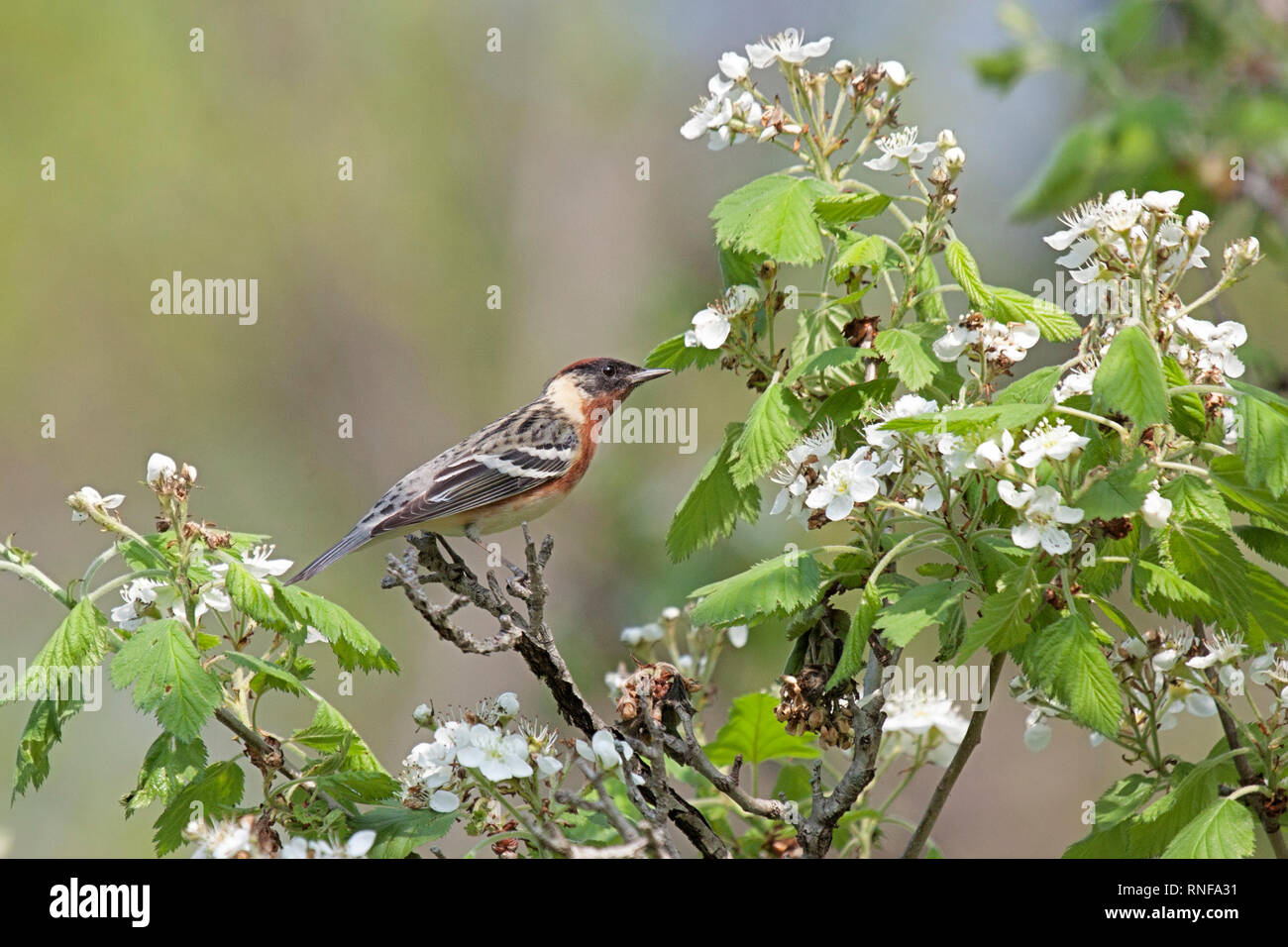 Paruline à poitrine baie nichée dans un pommier. arbre est en fleurs avec des fleurs blanches. contexte consiste en l'accent peu profondes de quitter les verts et d'arbres brow Banque D'Images