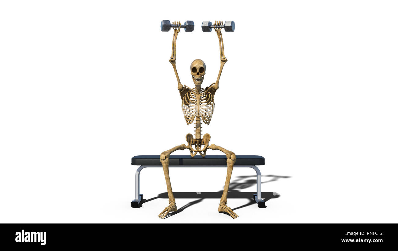Squelette drôles la levée de poids sur banc, squelette humain exerçant sur fond blanc, de face, 3D Rendering Banque D'Images
