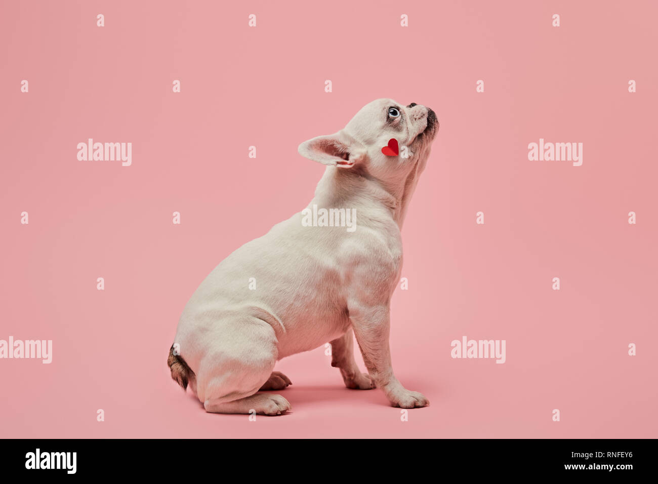 Bouledogue français avec cœur rouge sur fond rose sur la bouche Banque D'Images