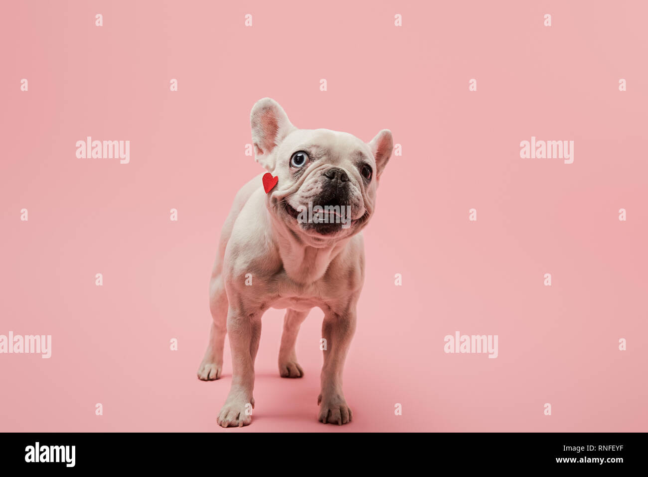 Bouledogue français avec cœur rouge sur le museau et truffe noire sur fond rose Banque D'Images