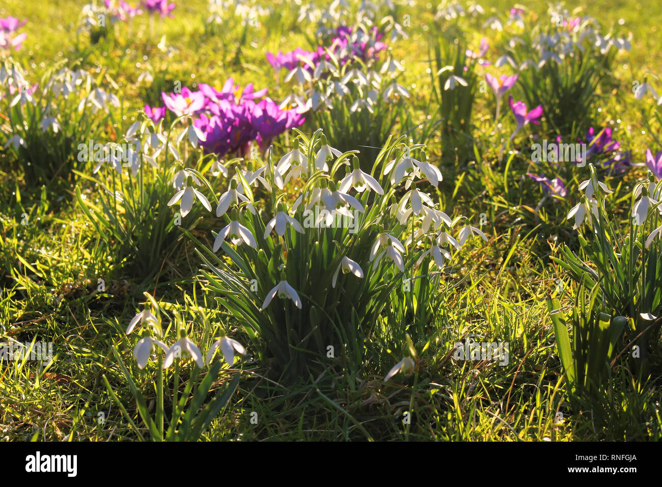 Crocus et perce-neige Banque D'Images