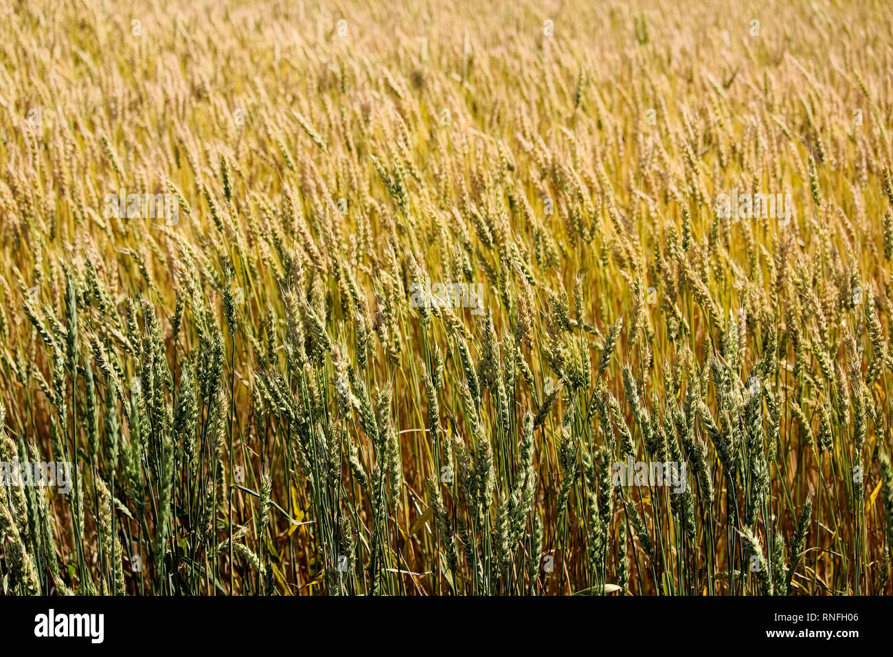 Grain d'or et vert dans un champ Banque D'Images