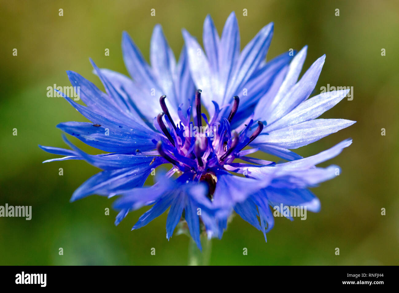 Bleue ou bleuet (centaurea cyanus), gros plan d'une fleur solitaire. Banque D'Images