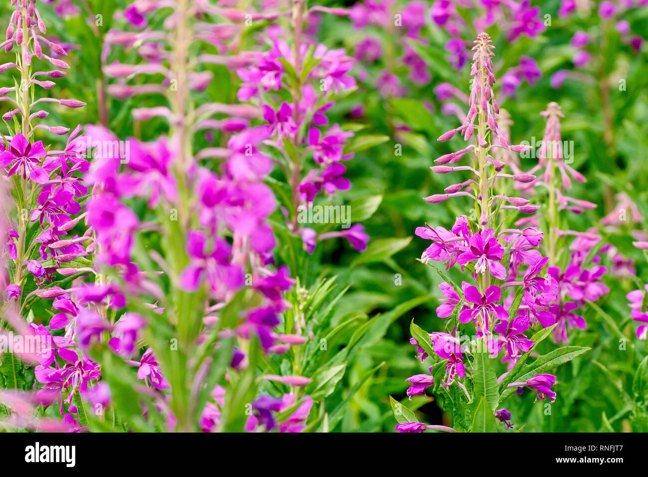 Rosebay Willowherb (epilobium angustifolium, Chamerion angustifolium ou aussi chamaenerion angustifolium), répandu dans tout le Royaume-Uni. Banque D'Images