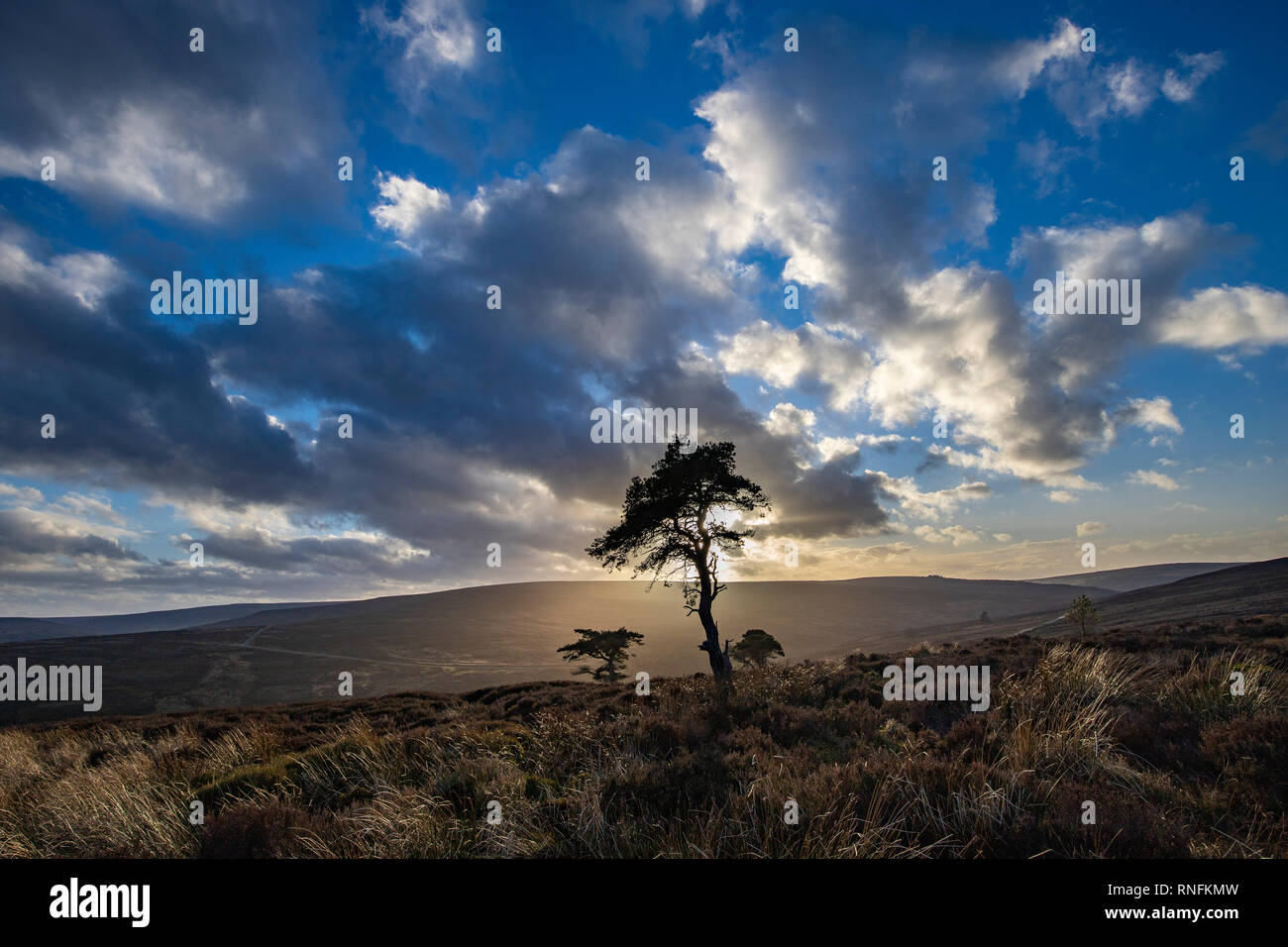 Au coucher du soleil d'hiver les Pines, North York Moors, Commondale Banque D'Images