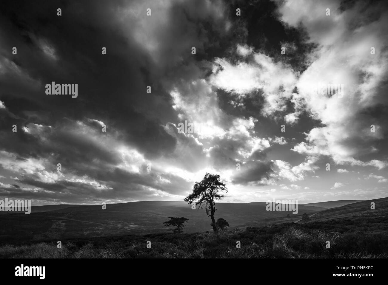 Au-dessus de Pine Tree, Commondale North York Moors National Park Banque D'Images