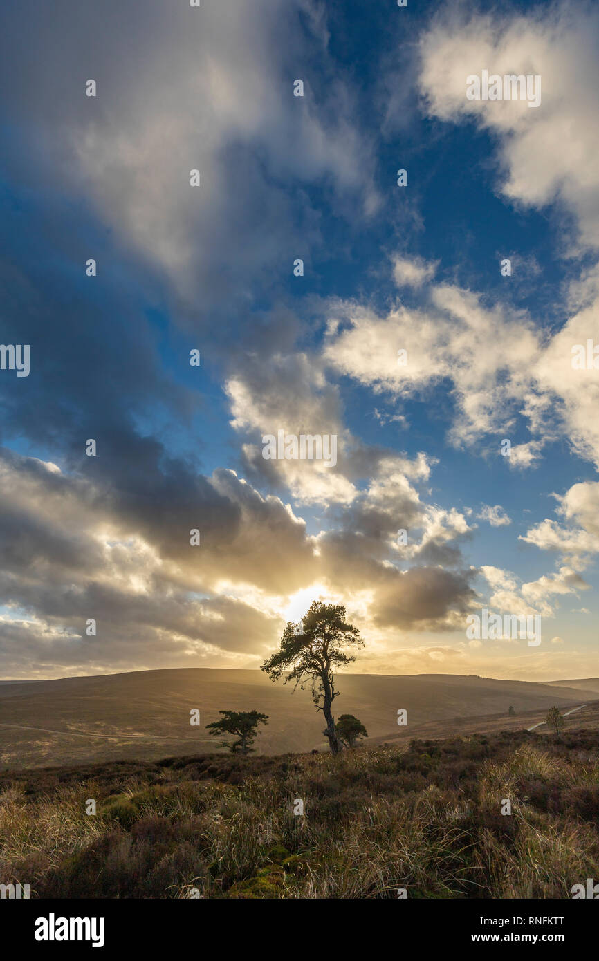 Lone Pine, Commondale, North York Moors Banque D'Images