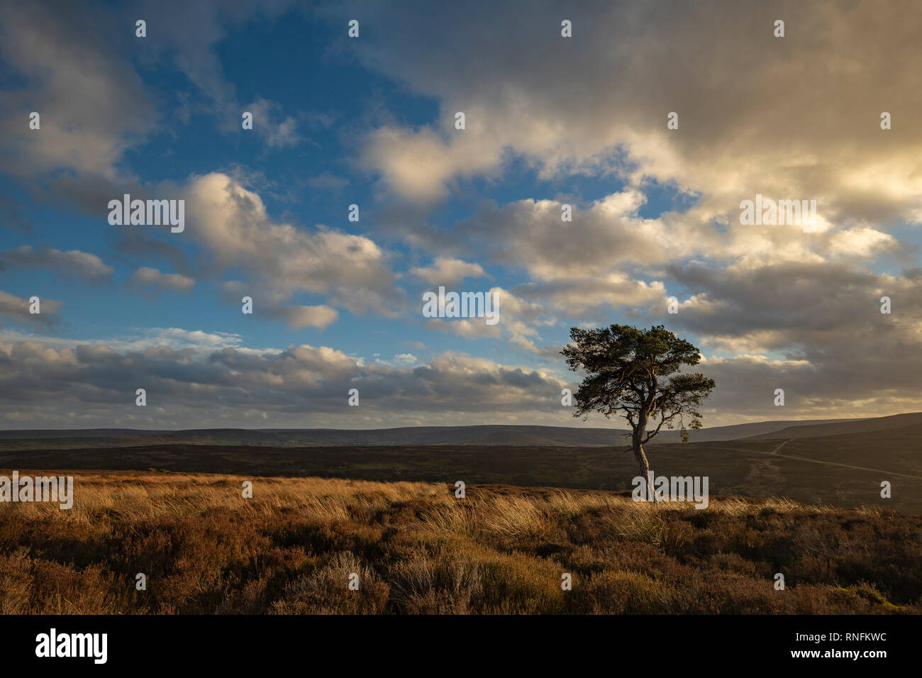 Lone Pine, Commondale, North York Moors Banque D'Images
