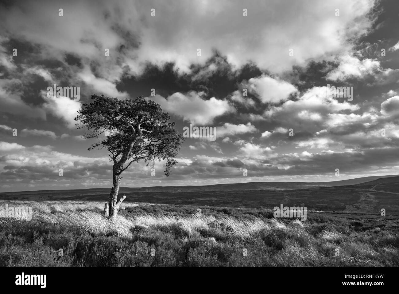 Au-dessus de Pine Tree, Commondale North York Moors National Park Banque D'Images