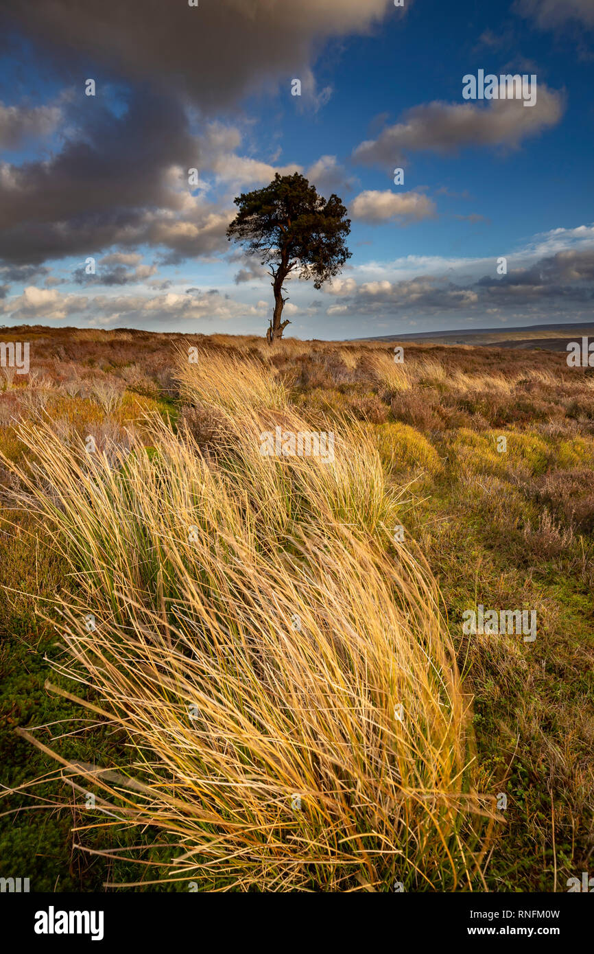 Lone Pine, Commondale, North York Moors Banque D'Images