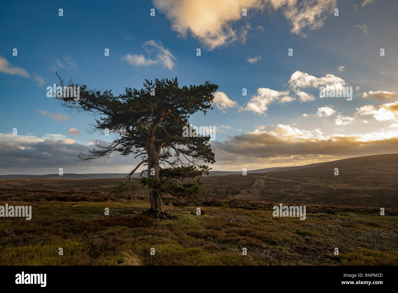 Lone Pine, Commondale, North York Moors Banque D'Images
