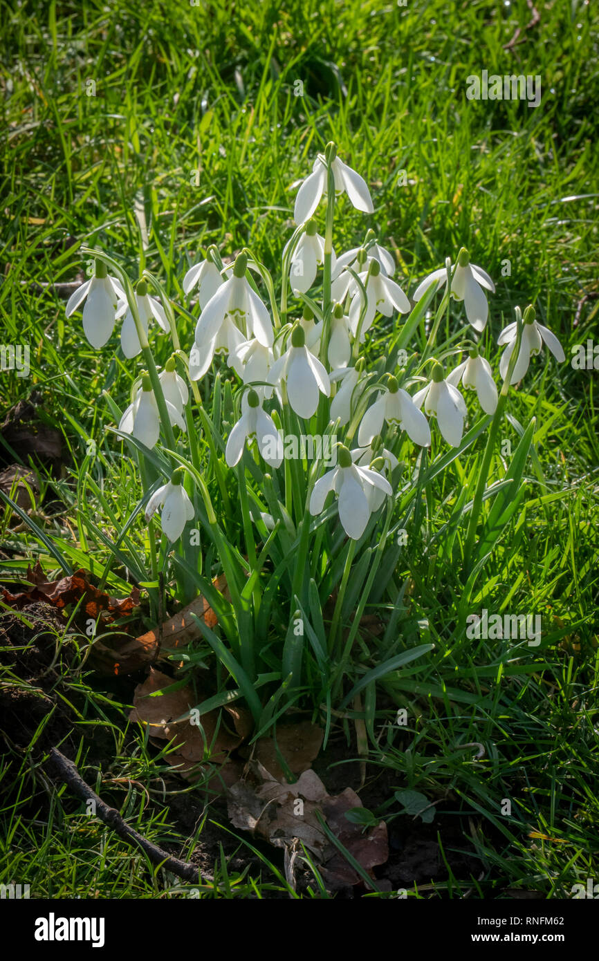 Bouquet de perce-neige à Kiplin Hall près de Scorton, Richmond, North Yorkshire Banque D'Images