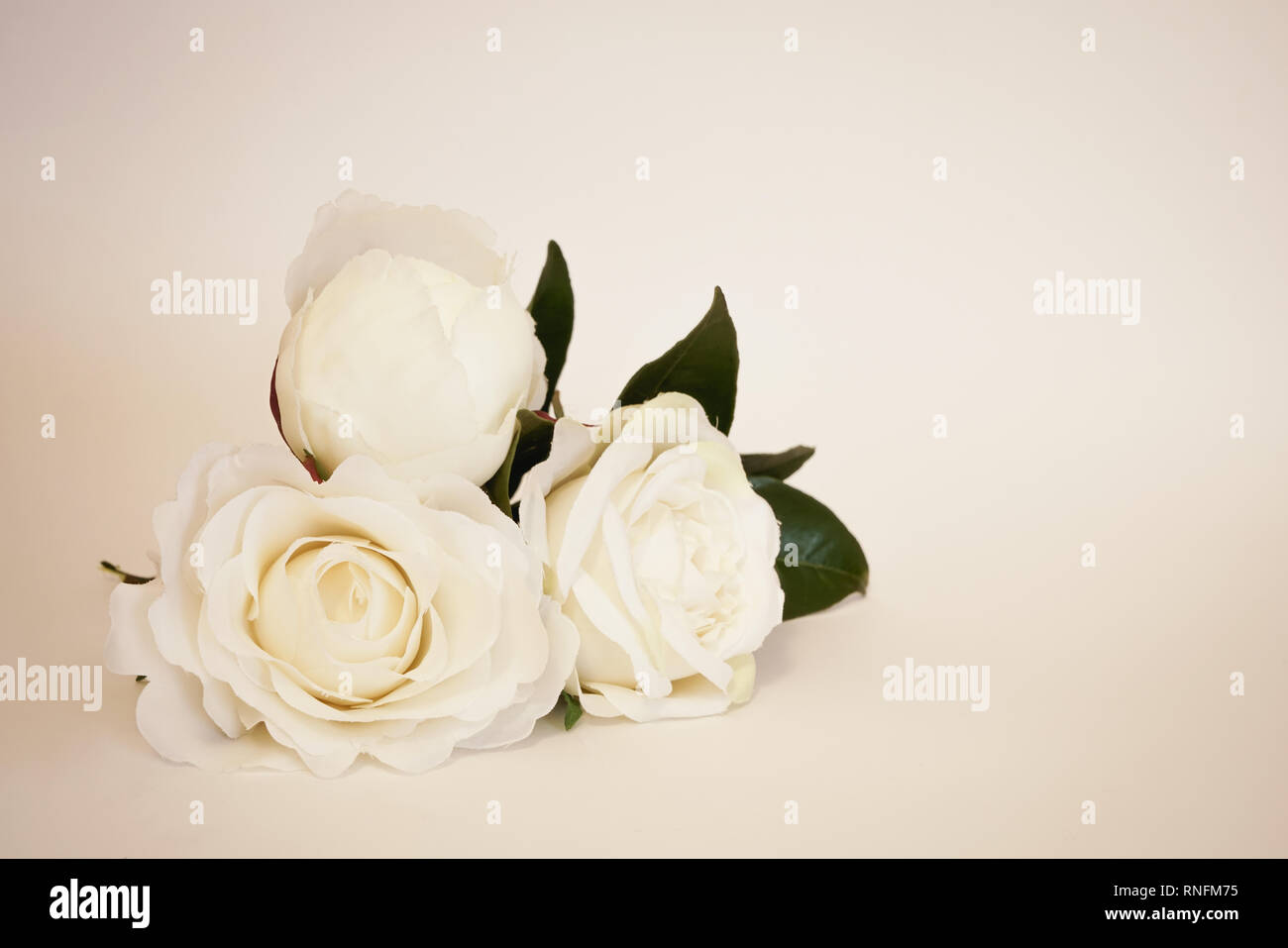 Belles roses blanches artificielles dans des tons pastel arrière-plan. Une célébration minimaliste avec copie espace. Banque D'Images