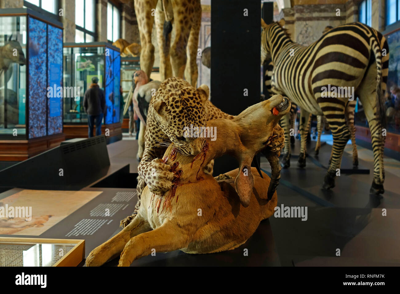 Animaux d'Afrique en peluche dans l'AfricaMuseum / Musée Royal de l'Afrique centrale, de l'ethnographie et d'histoire naturelle Musée de Tervuren, Belgique Banque D'Images