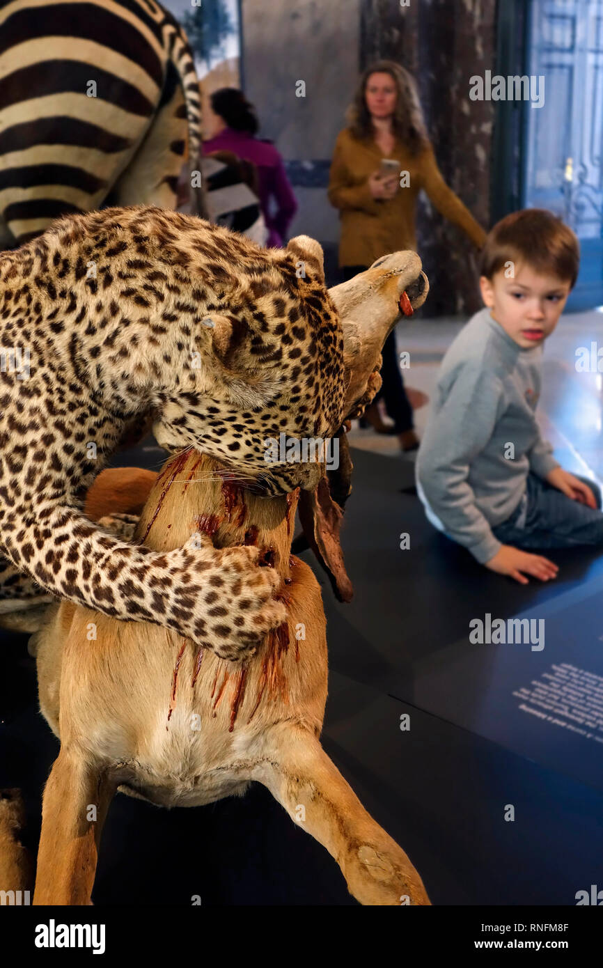 Animaux d'Afrique en peluche dans l'AfricaMuseum / Musée Royal de l'Afrique centrale, de l'ethnographie et d'histoire naturelle Musée de Tervuren, Belgique Banque D'Images