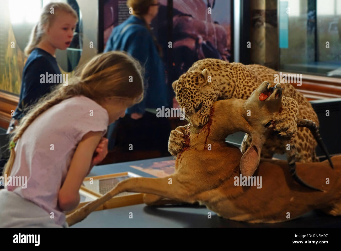 Animaux d'Afrique en peluche dans l'AfricaMuseum / Musée Royal de l'Afrique centrale, de l'ethnographie et d'histoire naturelle Musée de Tervuren, Belgique Banque D'Images