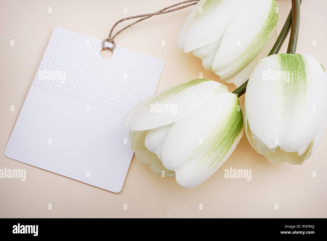 Close up of artificial tulipes blanches avec carte de souhaits en arrière-plan de couleur pastel. Concept pour la Fête des mères avec l'exemplaire de l'espace. Banque D'Images