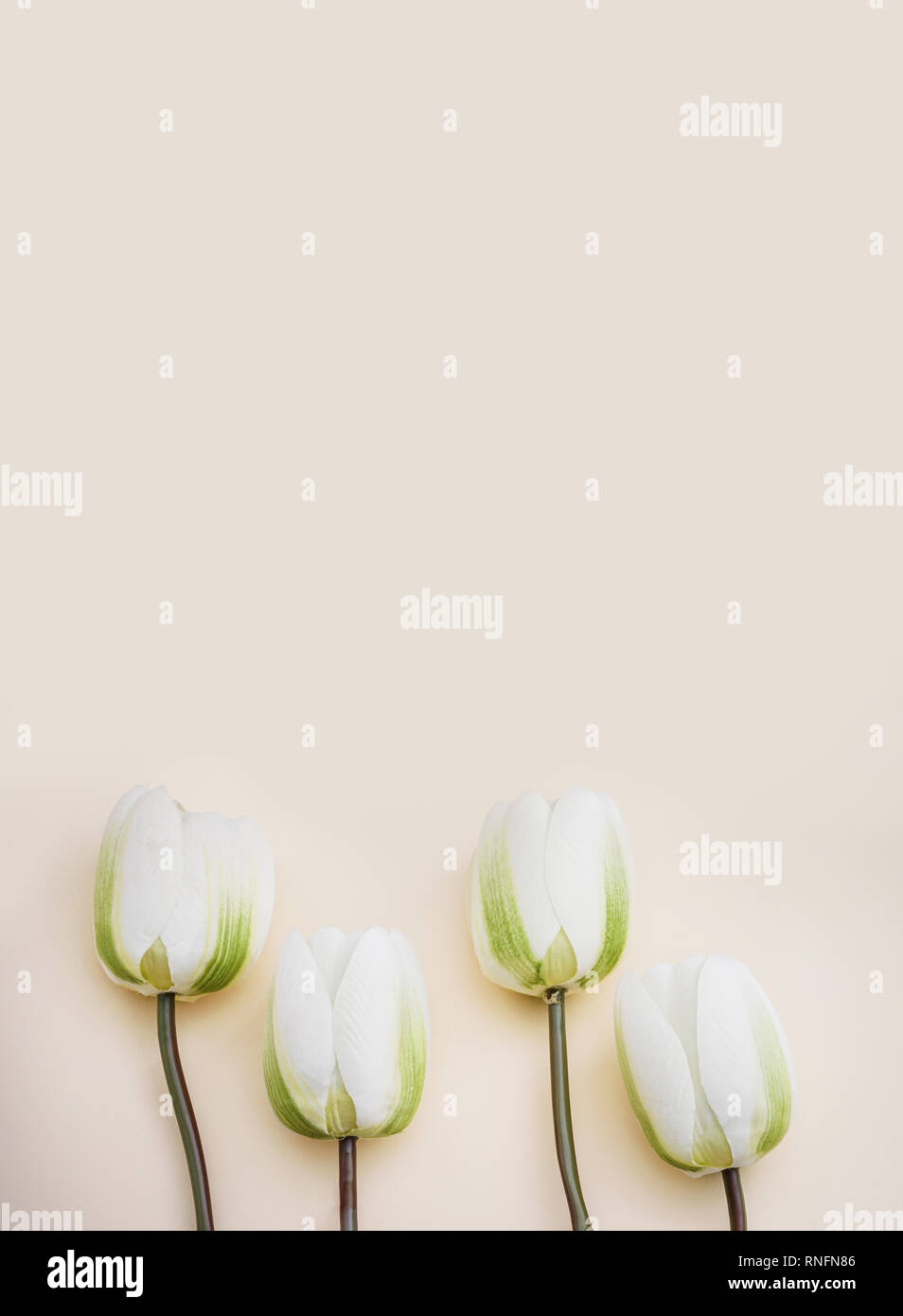 Cute quatre tulipes blanches artificielles dans des tons pastel arrière-plan. Concept pour une célébration de l'espace de copie. Banque D'Images