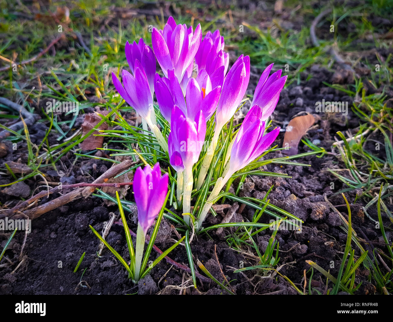 Close up of purple crocus fleurs au printemps dans la lumière du soleil Banque D'Images