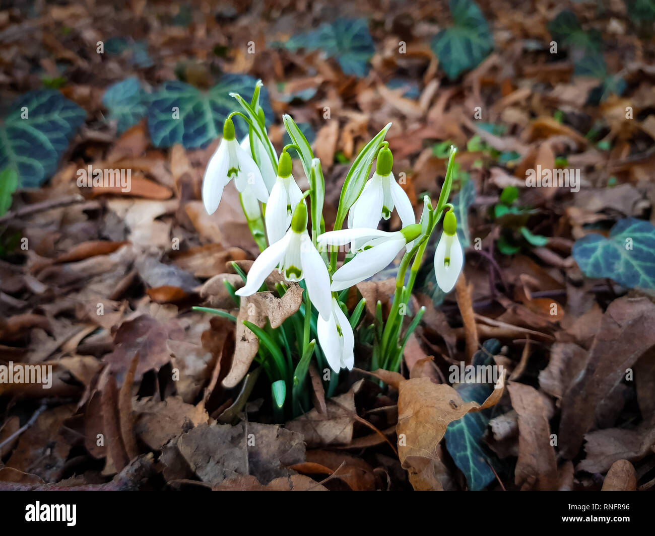 Close up of daffodils growing trough the couvert de feuilles sèches au printemps Banque D'Images