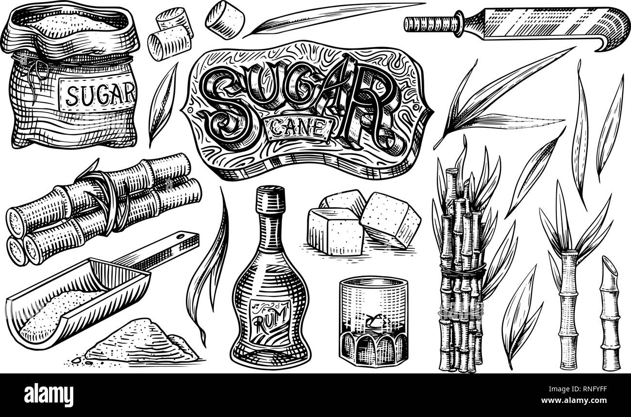 Le sucre de canne avec des feuilles. Ensemble de plantes de canne à sucre. Les tiges et bouteille de rhum, plaque en bois cuillère, Cubes et jus, bambou, pancarte portant l'inscription Illustration de Vecteur