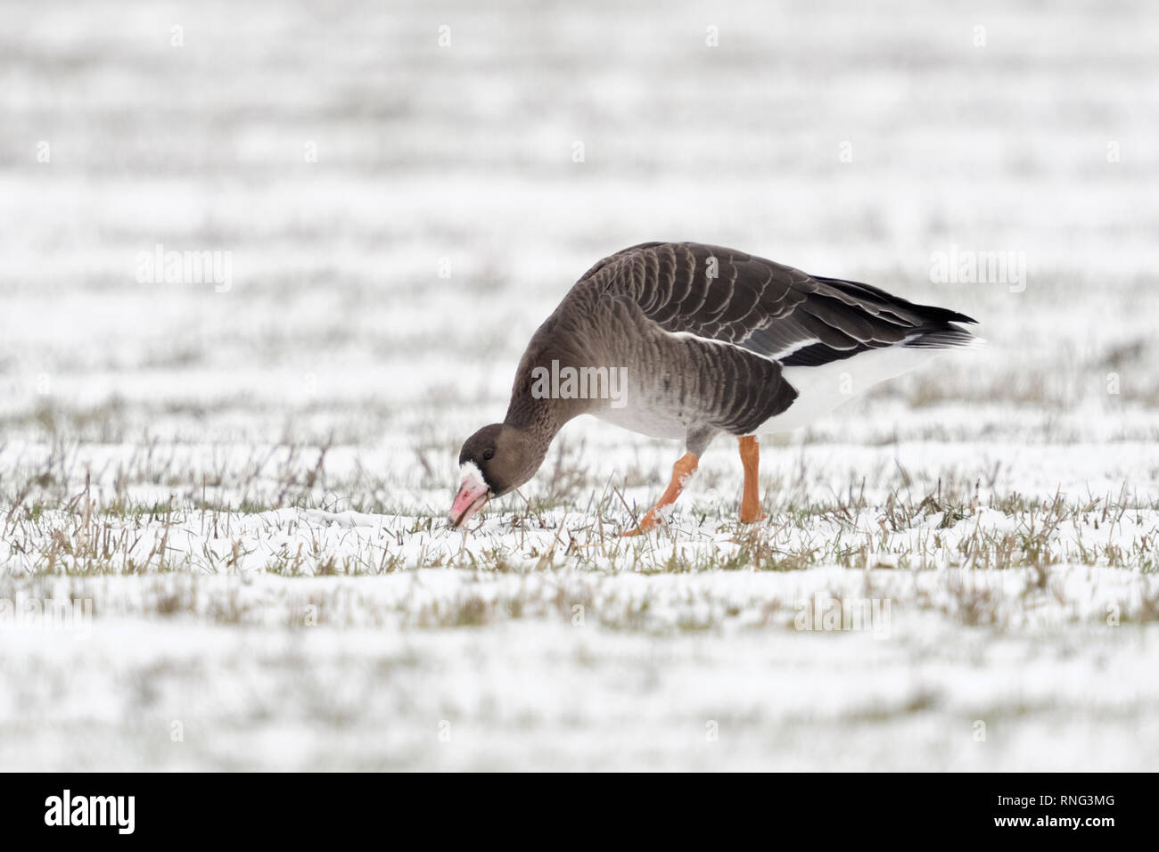 De l'Oie naine / Blaessgans ( Anser albifrons ) en hiver, la recherche de nourriture sur les terres couvertes de neige, seul oiseau, de la faune, de l'Europe. Banque D'Images