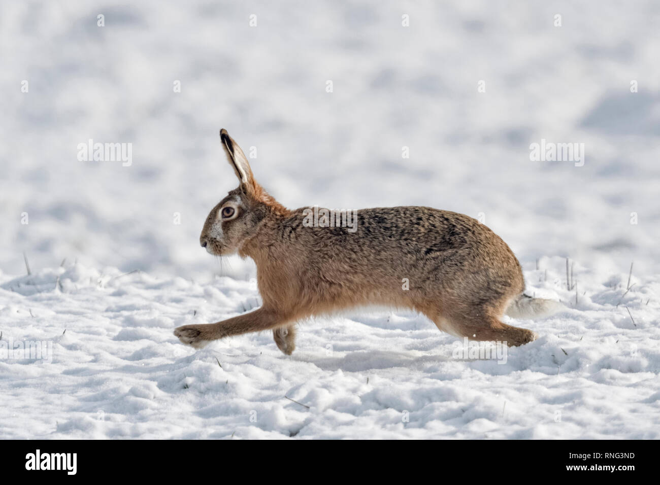 Lièvre brun / lièvre européen / Feldhase (Lepus europaeus ) en hiver, fonctionnant plus de terres couvertes de neige, vue de côté, la faune, l'Europe. Banque D'Images