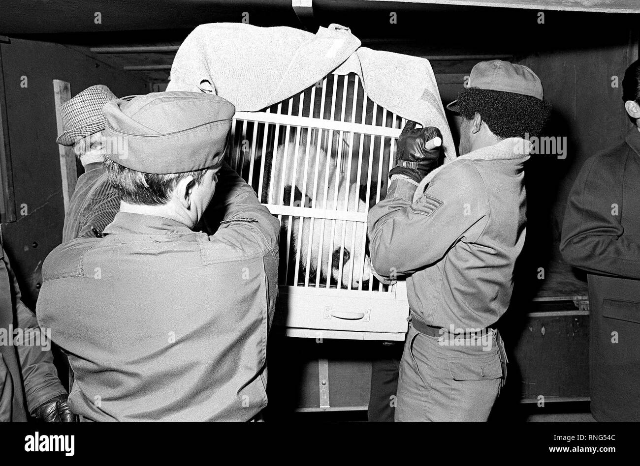 Tian Tian décharge aviateurs d'un C-130 Hercules au Tempelhof Aéroport Central. L'US Air Force a livré les ours panda Bao Bao et Tian Tian à Berlin-ouest de la Chine. Banque D'Images