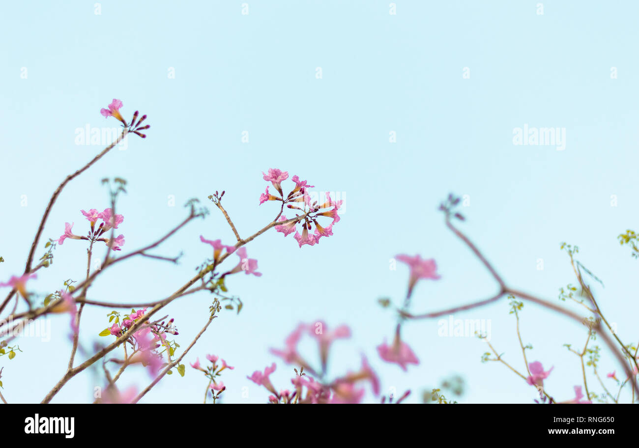 Tabebuia rosea, l'arbre à trompettes roses en fleurs Banque D'Images