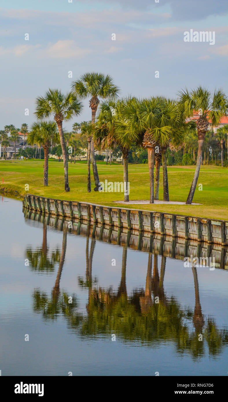 Palmiers sur le lac Vedra. Ponte Vedra Beach, Floride Banque D'Images