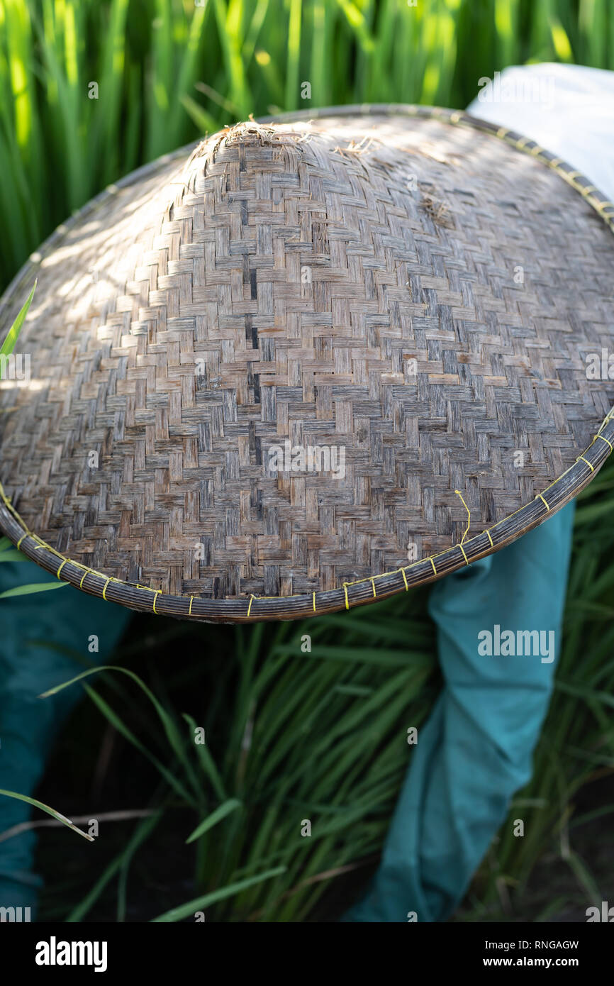 Un champ de riz travailleur est vêtu d'un chapeau traditionnel de Bali, Indonésie Banque D'Images