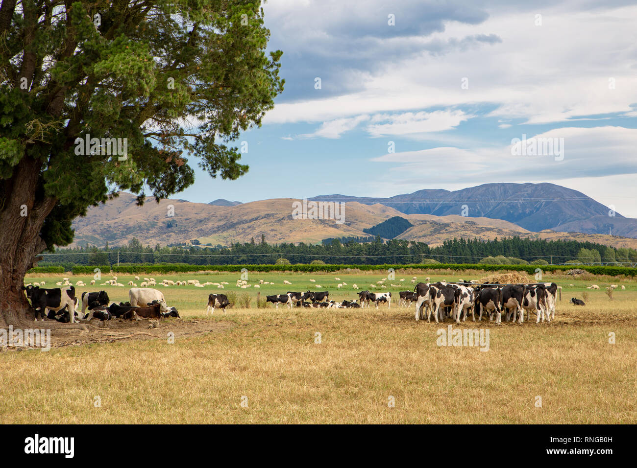 Jeunes bovins mangent le foin et se situent dans l'ombre sous un grand arbre dans un champ agricole dans la région de Canterbury, Nouvelle-Zélande Banque D'Images