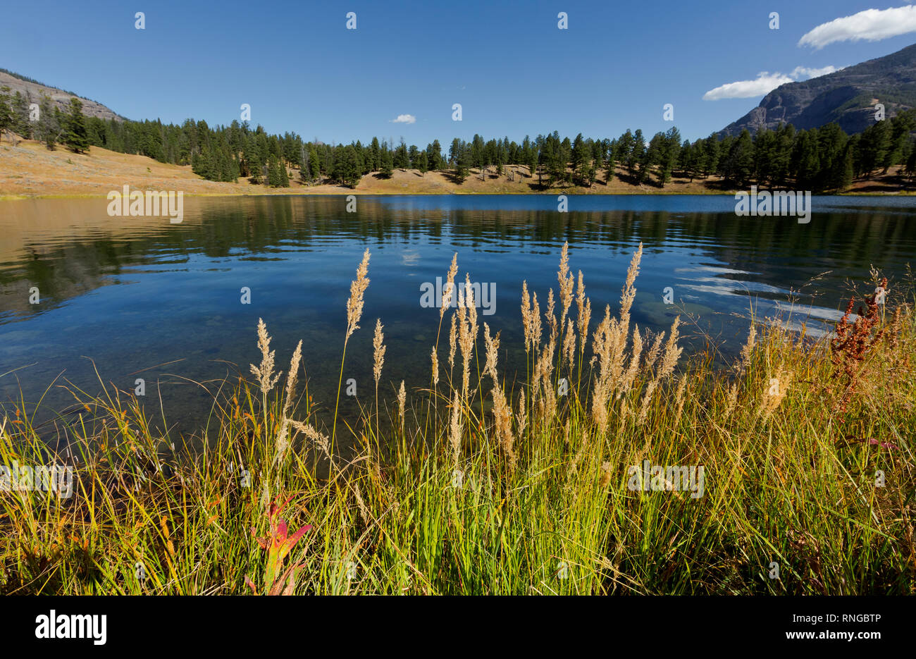WY03795-00...WYOMING - l'herbe pousse le long des rives du lac à la truite dans le Parc National de Yellowstone. Banque D'Images