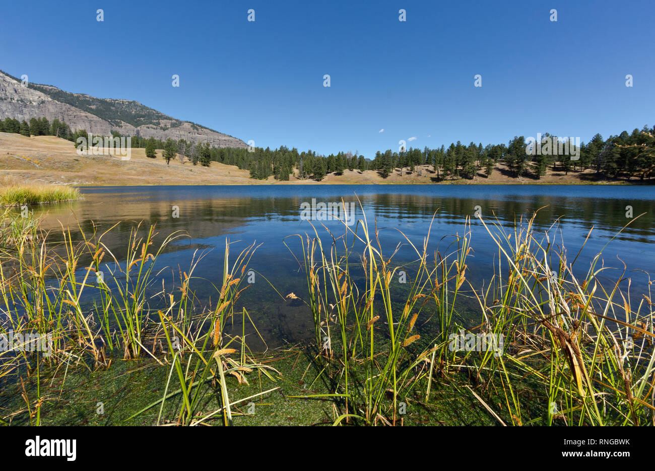 WY03797-00...WYOMING - l'herbe pousse le long des rives du lac à la truite dans le Parc National de Yellowstone. Banque D'Images