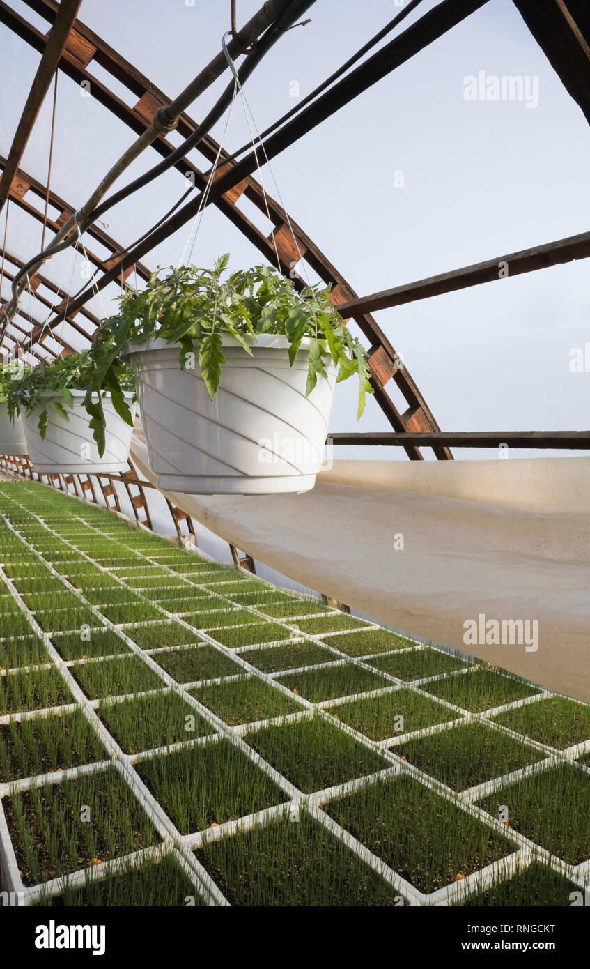 Plantules en plateaux et plantes en pots en suspension dans une serre commerciale. Banque D'Images