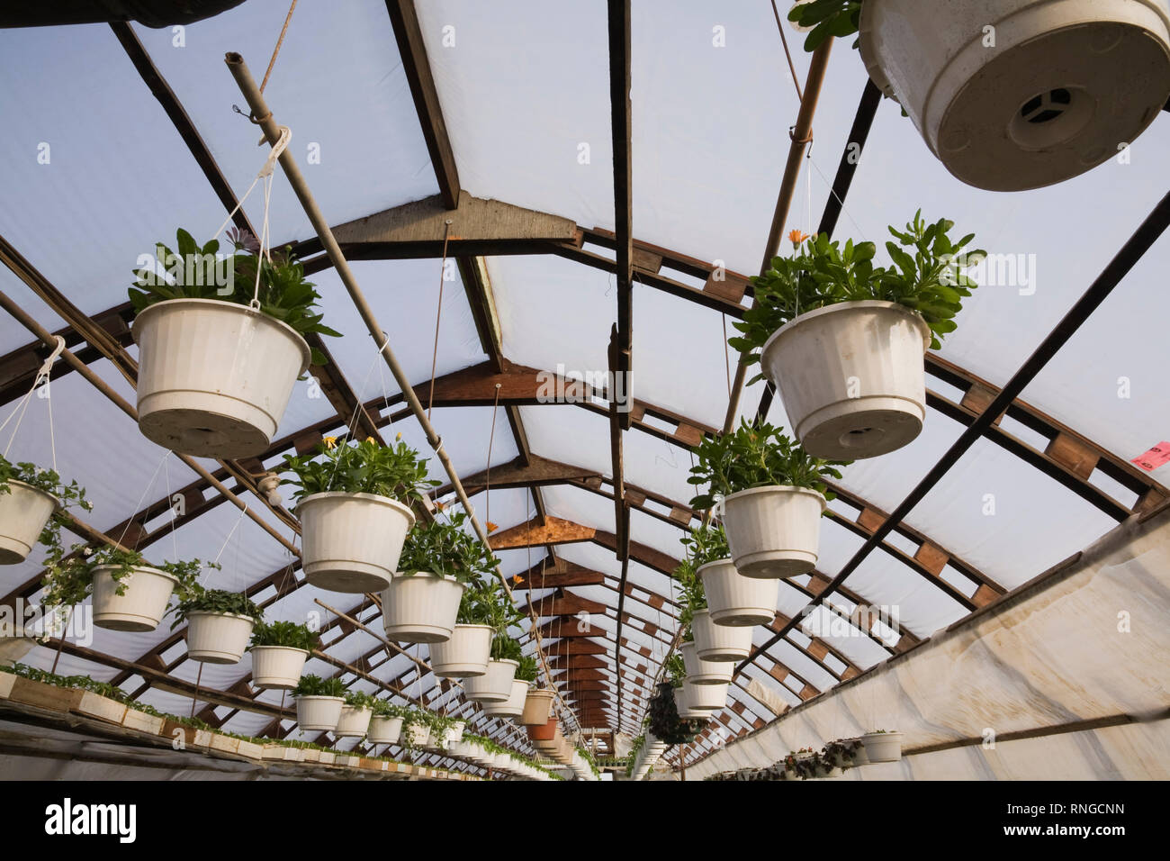 Plantes en pots suspendues dans une serre commerciale. Banque D'Images